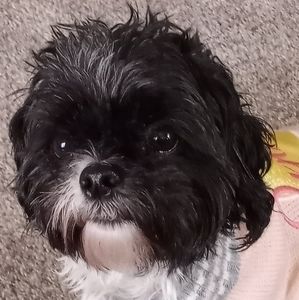 Meet your Posher, Juanita miles